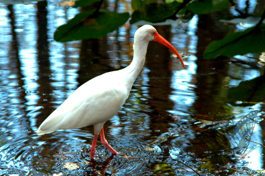 Ibis